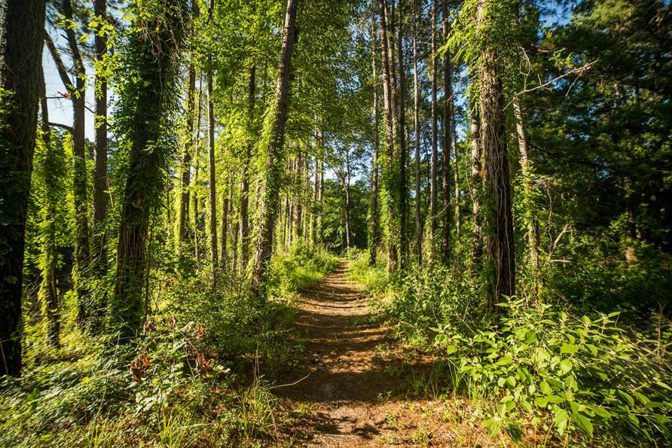 High Elevation Land for Sale in Texas Republic Grand Ranch