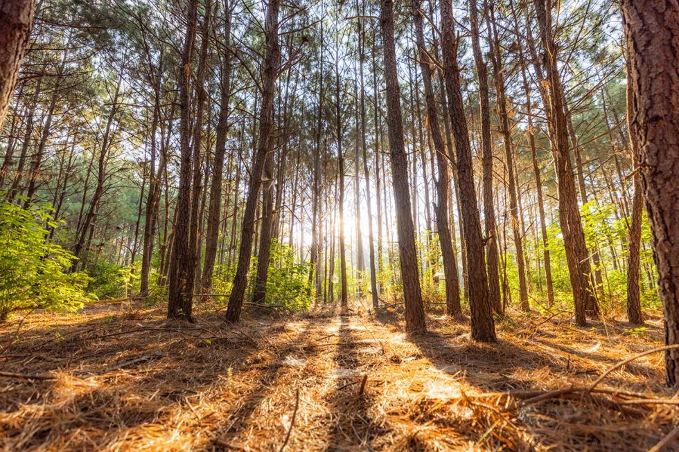 High Elevation Land for Sale in Texas Republic Grand Ranch