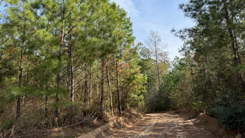 Where the Forest Meets Luxury, Republic Grand Ranch